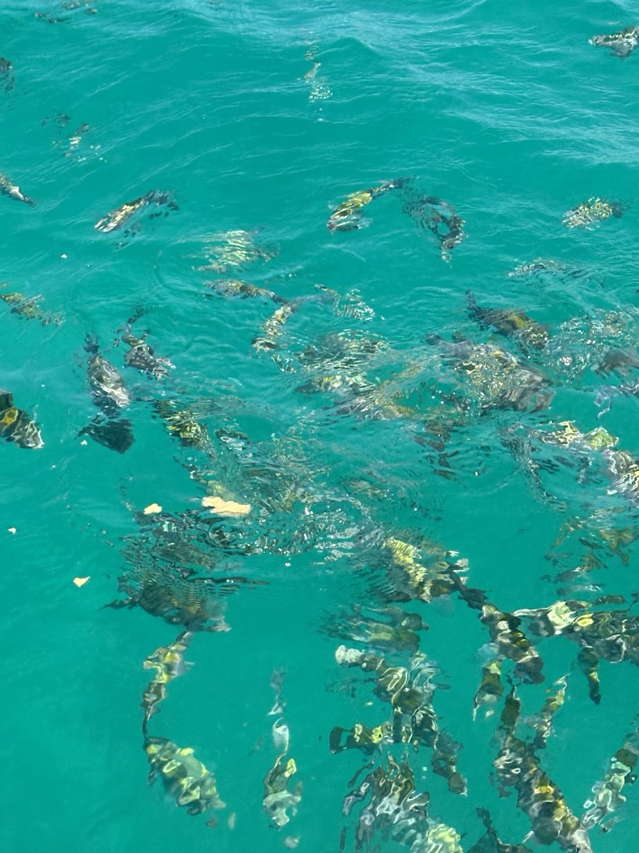 Peces tropicales para snorkel en Bayahibe